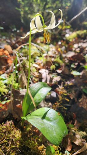 Erythronium oregonum, photograph 5
