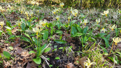(c) Casey H. Richart, some rights reserved (CC BY) Erythronium oregonum, photograph (c) Casey H. Richart, some rights reserved (CC BY)