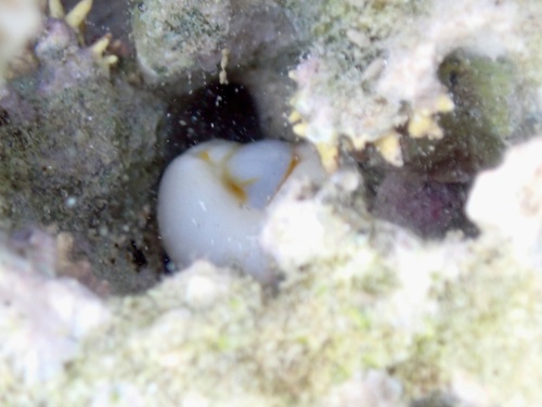 Monetaria obvelata observed 2026-08-20