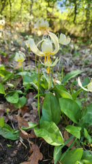 (c) Casey H. Richart, some rights reserved (CC BY) Erythronium oregonum, photograph (c) Casey H. Richart, some rights reserved (CC BY)