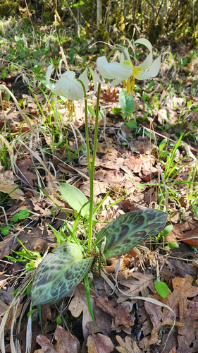 Erythronium oregonum, photograph 1
