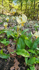 (c) Casey H. Richart, some rights reserved (CC BY) Erythronium oregonum, photograph (c) Casey H. Richart, some rights reserved (CC BY)