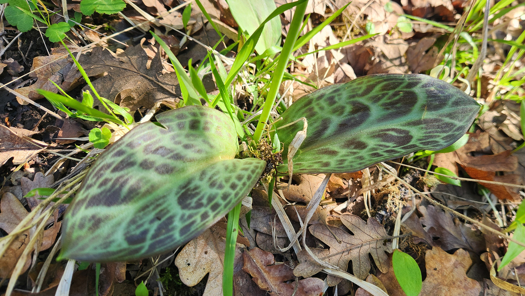 Erythronium oregonum; photograph (c) Casey H. Richart, some rights reserved (CC BY)