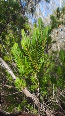 Darwinia procera