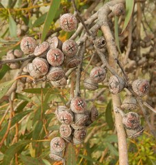 Eucalyptus diversifolia