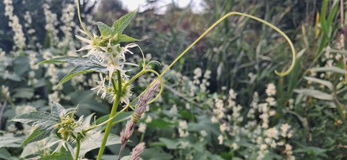 prickly cucumber
