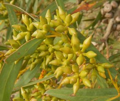 Eucalyptus diversifolia