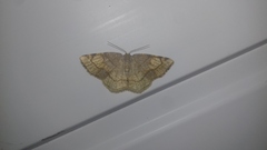 Stegania trimaculata