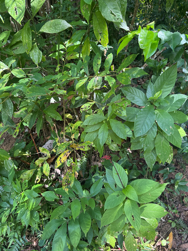 Odontonema cuspidatum, photograph 6