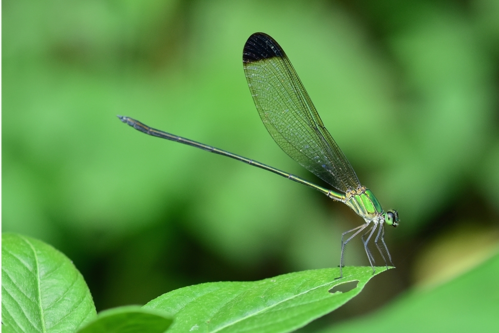 Black-tipped Forest glory