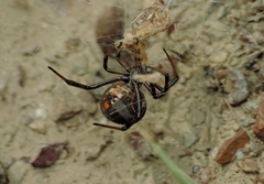 Latrodectus tredecimguttatus