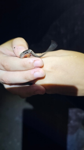Smooth Snake