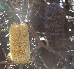 Banksia media