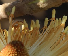Banksia media