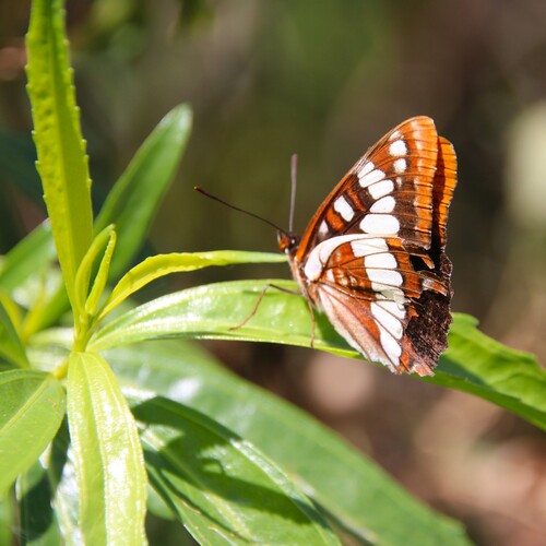 iNaturalist observation photo of Lorquin's Admiral