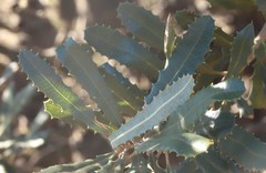 Banksia media