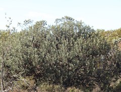 Banksia media