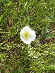 Papaver amurense