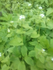 Alliaria petiolata