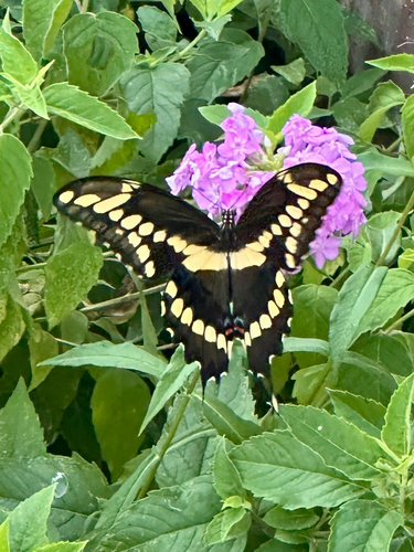 Eastern Giant Swallowtail