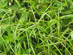 Cyperus aromaticus