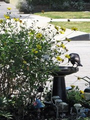 Corvus brachyrhynchos