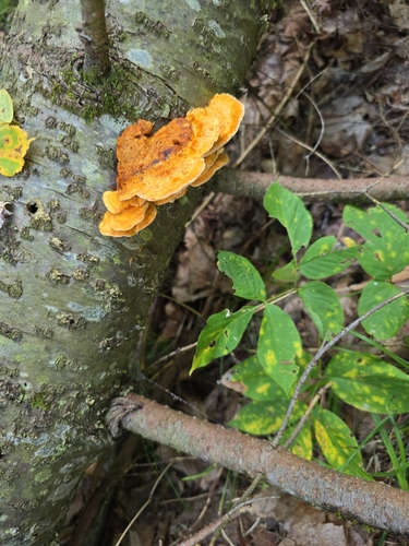 Pycnoporellus fulgens