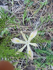 Iris chrysophylla
