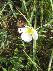 Papaver amurense