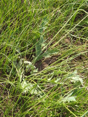 Papaver amurense