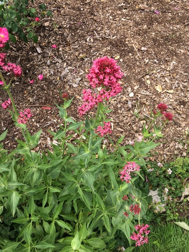 Ein weiteres Foto von Red valerian