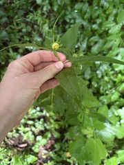 Carpesium cernuum, photograph (c) Екатерина Кравцова, some rights reserved (CC BY)