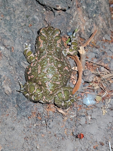 Green Toad