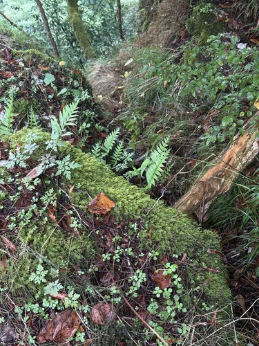 Polypodium cambricum, photograph 6