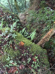Polypodium cambricum, photograph (c) Екатерина Кравцова, some rights reserved (CC BY)
