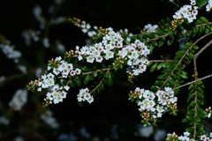 Thryptomene calycina
