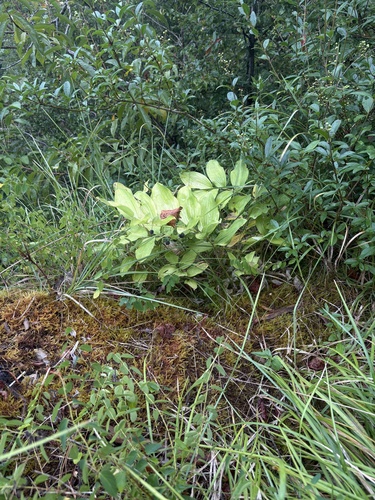 Ruscus colchicus, photograph 6