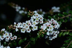 Thryptomene calycina