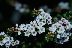 Thryptomene calycina