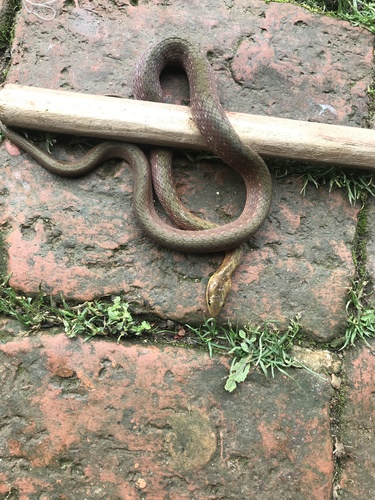 Photo of a Himalayan Keelback (Herpetoreas platyceps)