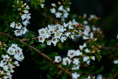 Thryptomene calycina