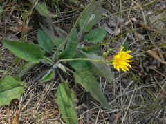 Hieracium sylvularum
