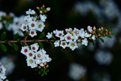 Thryptomene calycina