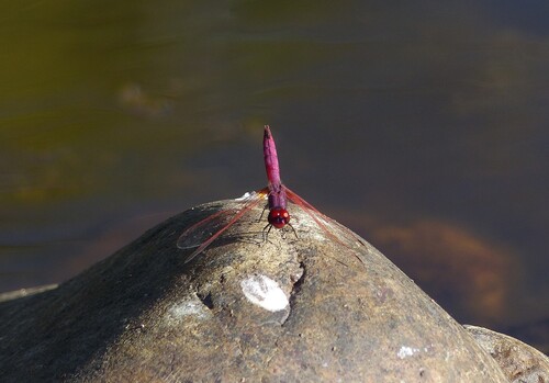 Violet Dropwing
