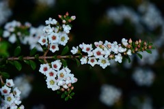 Thryptomene calycina