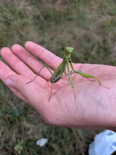 European Mantis
