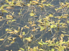 Potamogeton octandrus