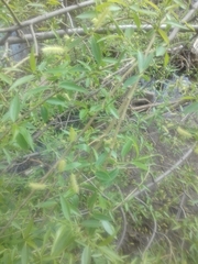 Salix triandra