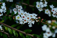 Thryptomene calycina