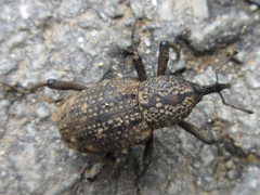 Sipalinus gigas
